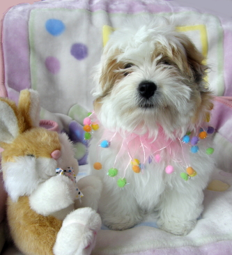 Coton de Tulear says no to AKC