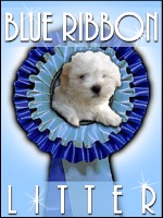 Coton puppy graphic American Coton Club