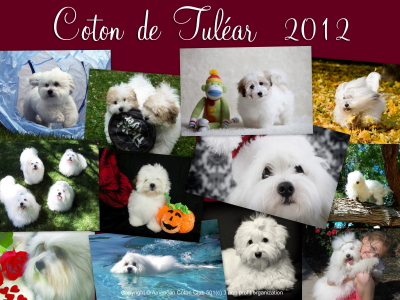 2012 Coton de Tulear Calendar for the holidays!