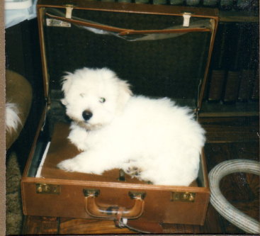 Coton in briefcase