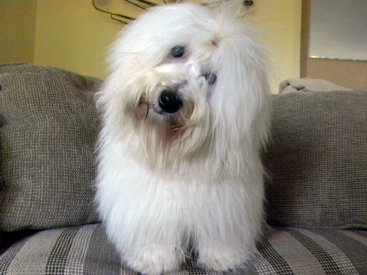 Coton head tilt