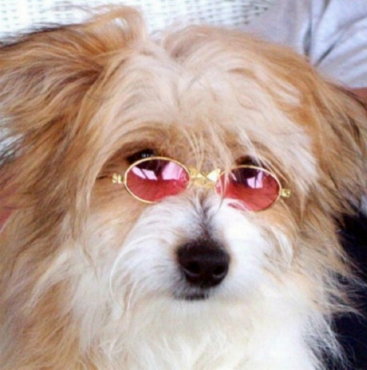 Coton in sunglasses