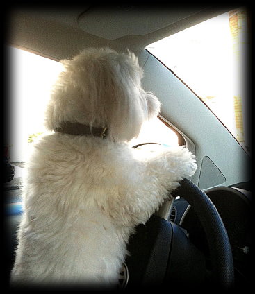 driving Coton
