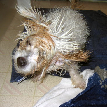 shake bath