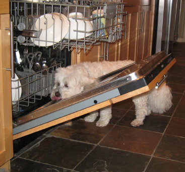 I'm not licking dishes-I'm using the reflection to check my hair.