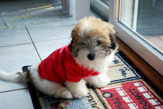 santa coton puppy