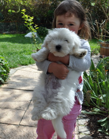 sweet girl and Coton puppy