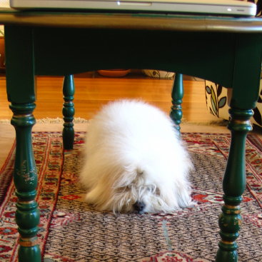 chewed table