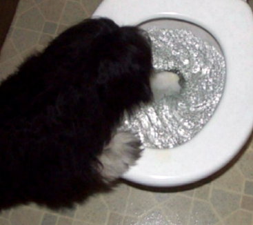 tydiebowl dog