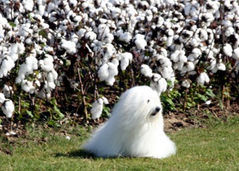 Coton de Tuléar in field of cotton