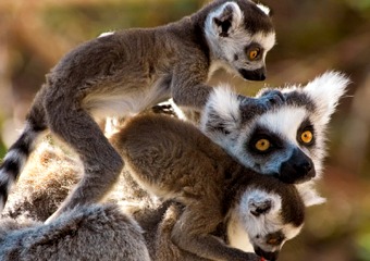 lemurs on Madagascar