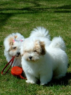 photo of Coton puppies 