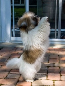Coton puppy dancing on hind legs!