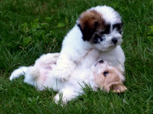 Coton puppies playing Lim Luippold breeder of excellence